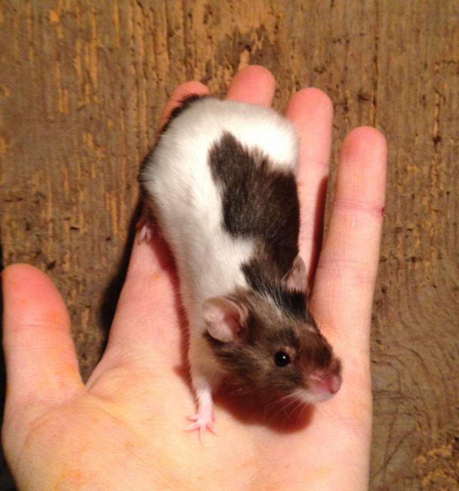 Fancy mouse Retired Mus musculus 