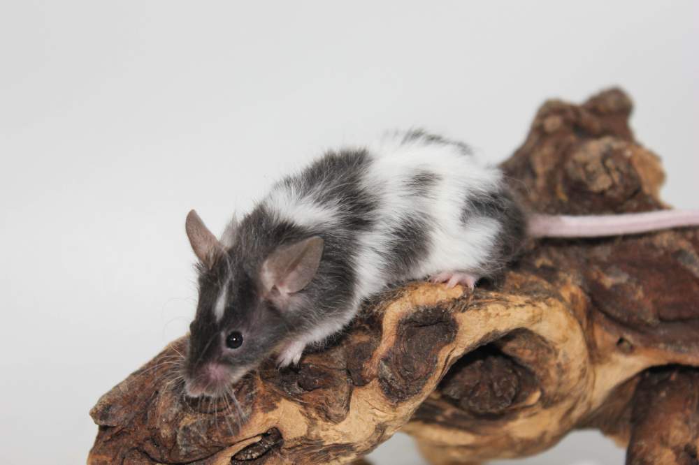 Fancy mouse Breeder Mus musculus 