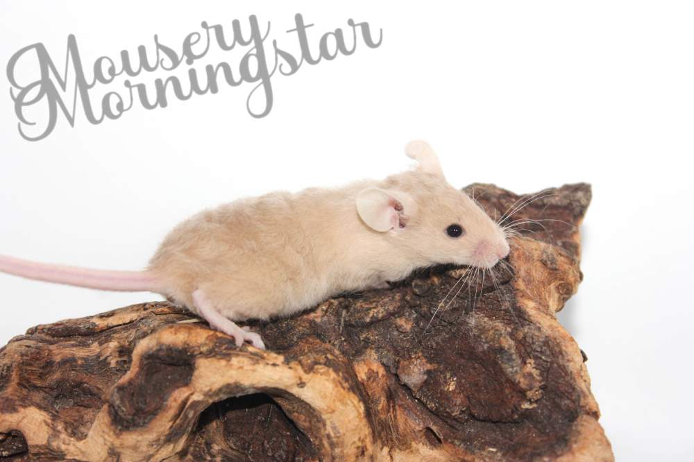 Fancy mouse Deceased Mus musculus 