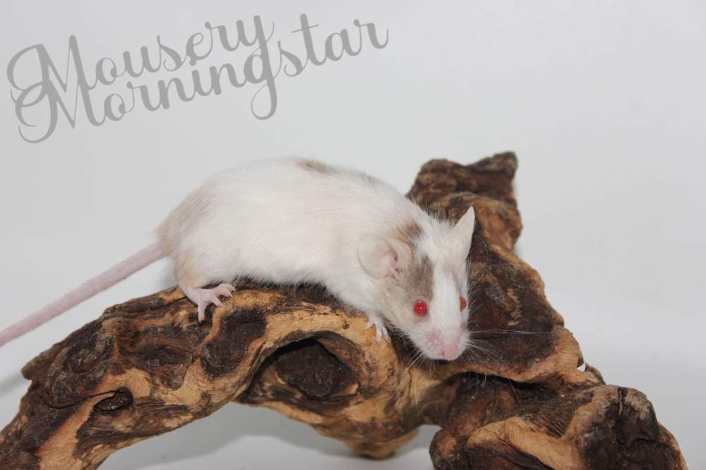 Fancy mouse Retired Mus musculus 