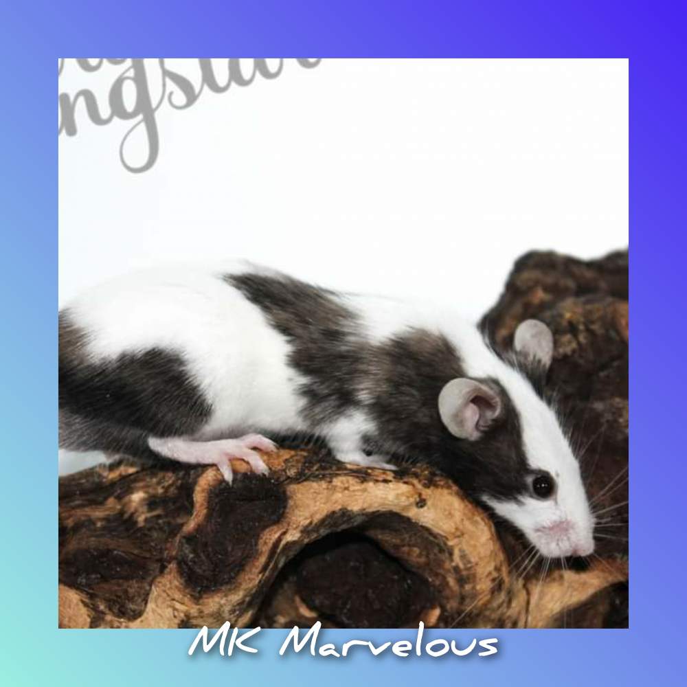 Fancy mouse Pet only Mus musculus 