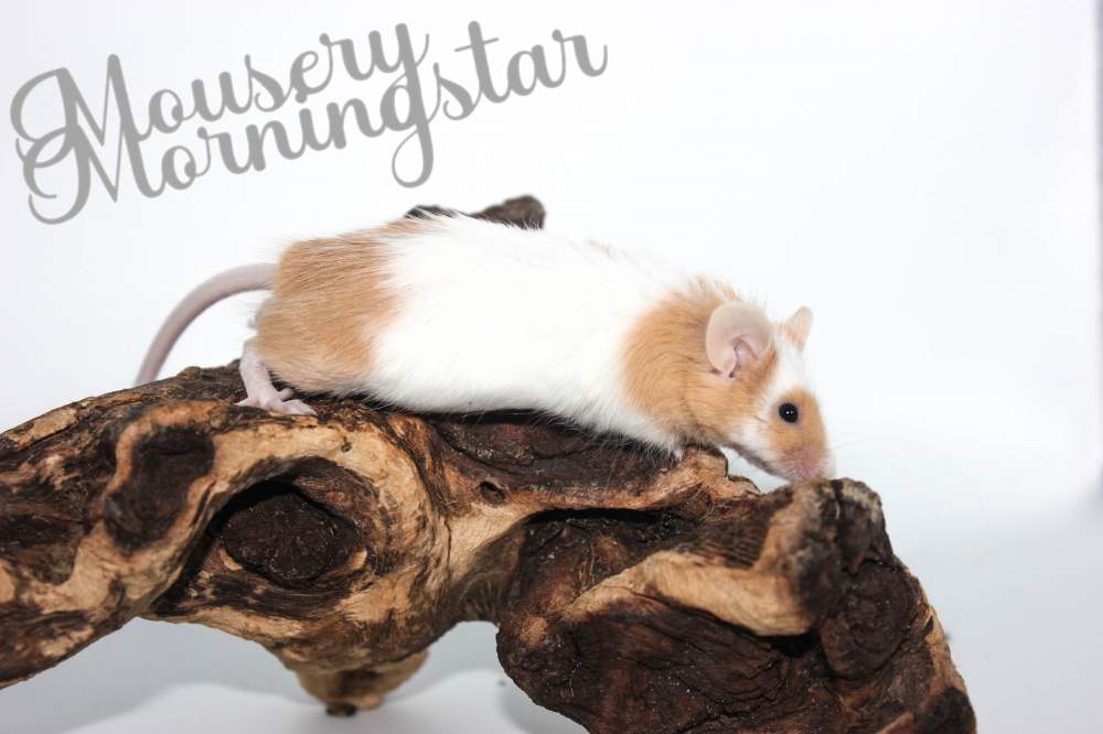 Fancy mouse Retired Mus musculus 