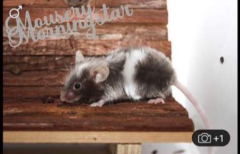 Fancy mouse Pet only Mus musculus 