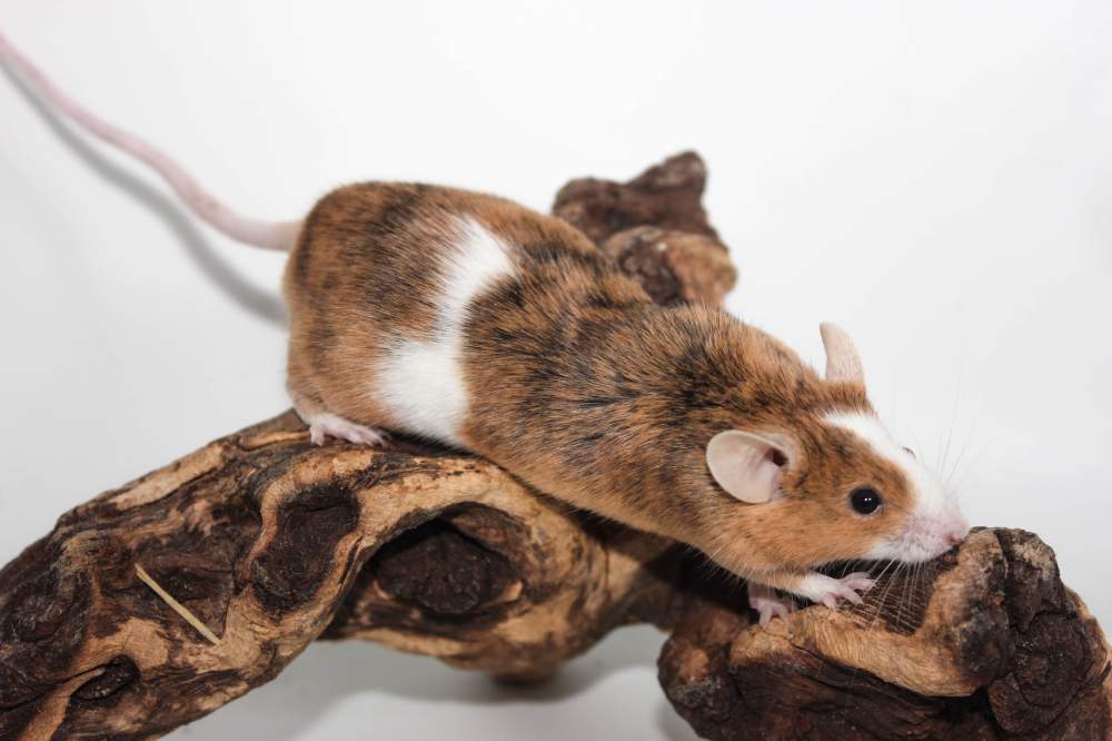 Fancy mouse Retired Mus musculus 