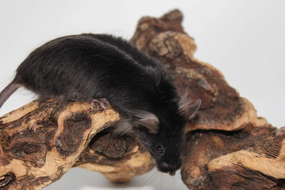 Fancy mouse Breeder Mus musculus 