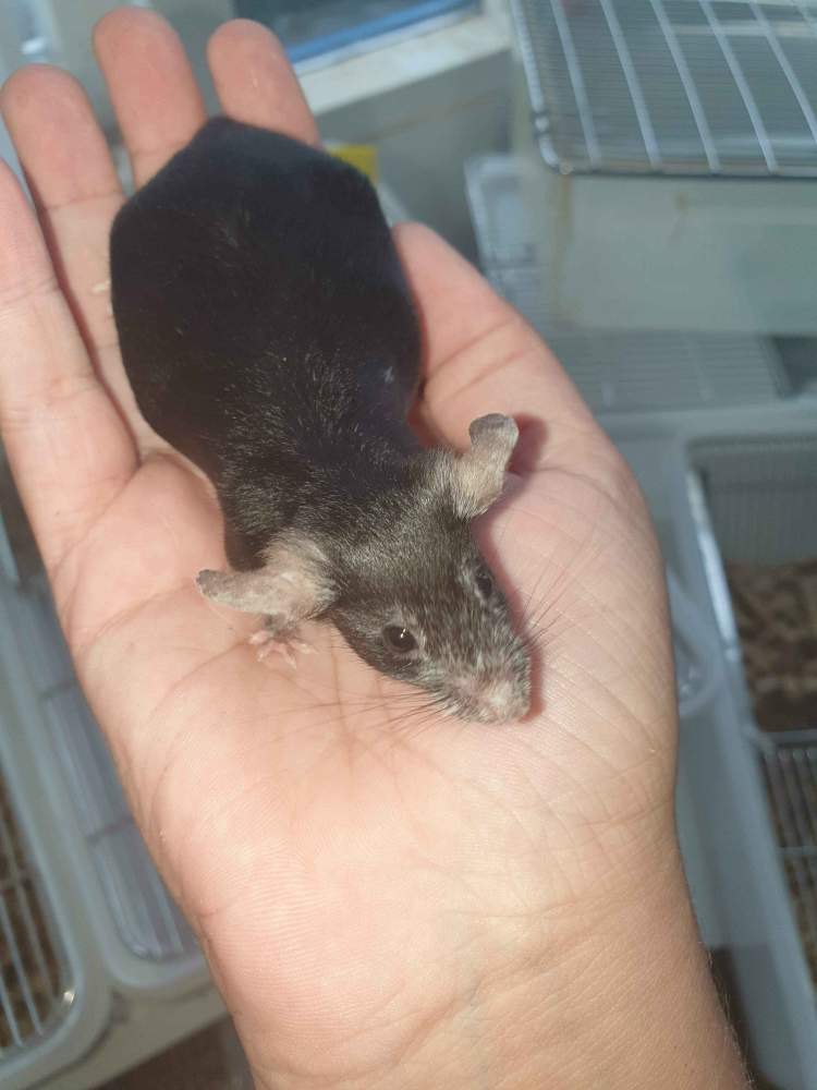 Fancy mouse Retired Mus musculus 