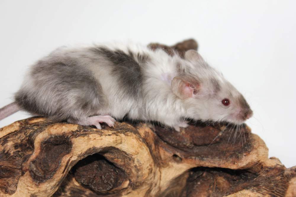 Fancy mouse Breeder Mus musculus 