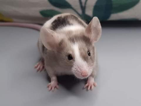 Fancy mouse Retired Mus musculus 
