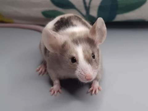 Fancy mouse Owned by other Mus musculus 