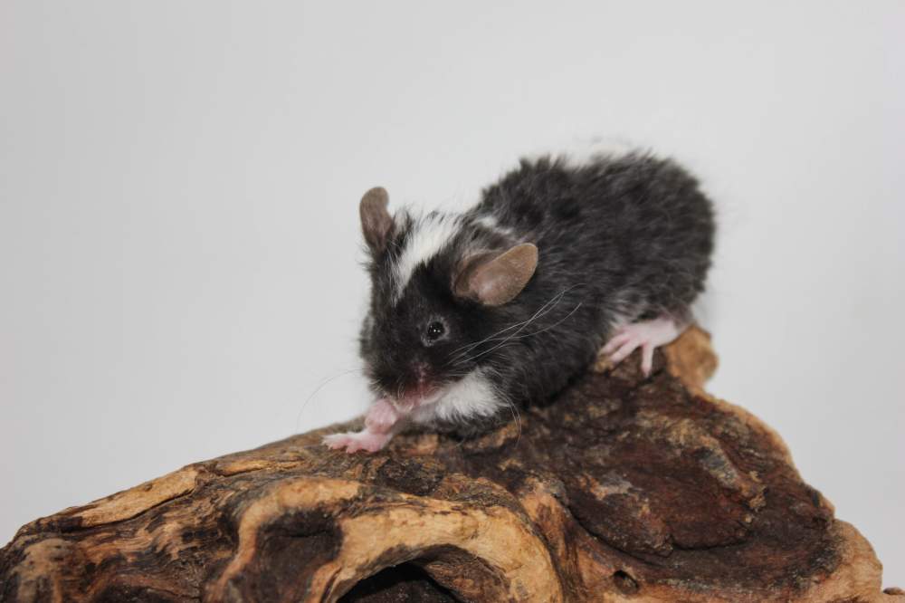 Fancy mouse Retired Mus musculus 
