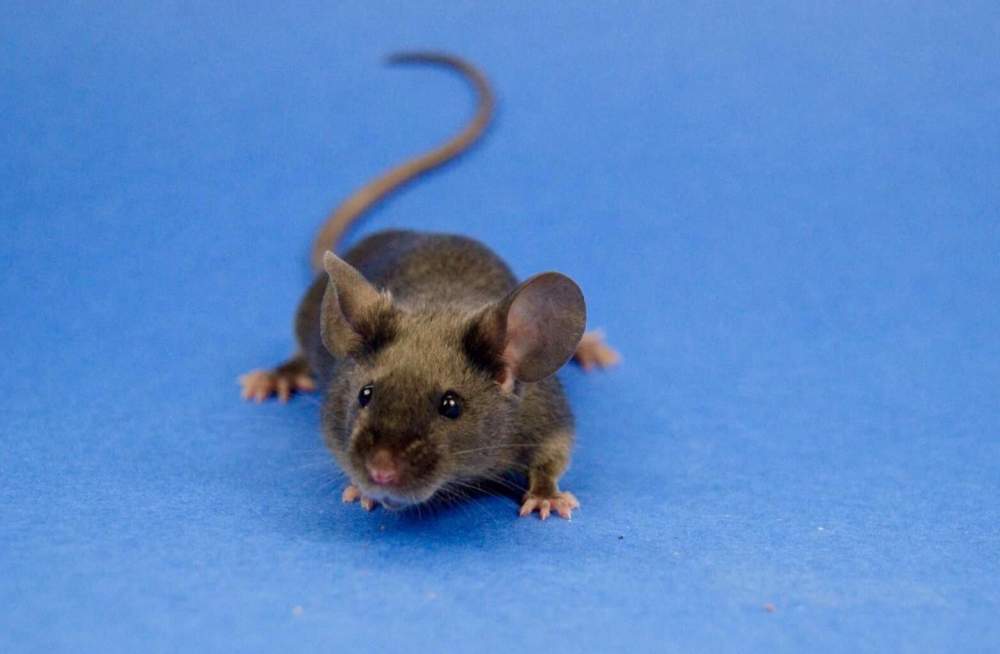 Fancy mouse Retired Mus musculus 