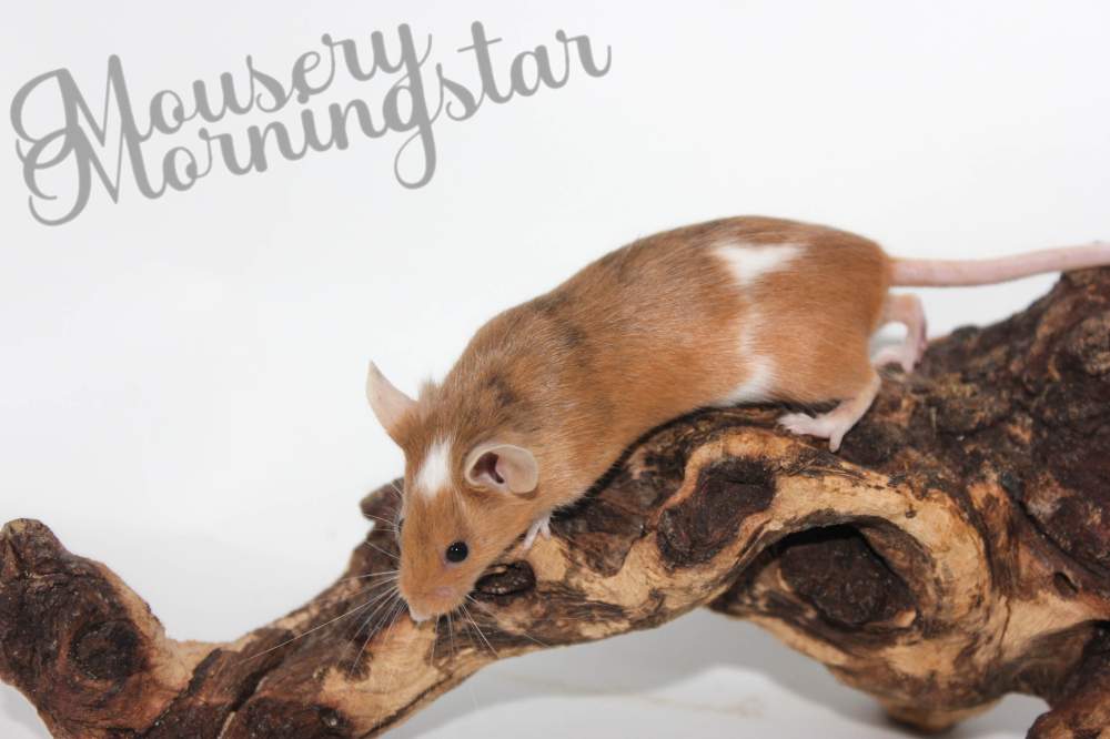 Fancy mouse Retired Mus musculus 