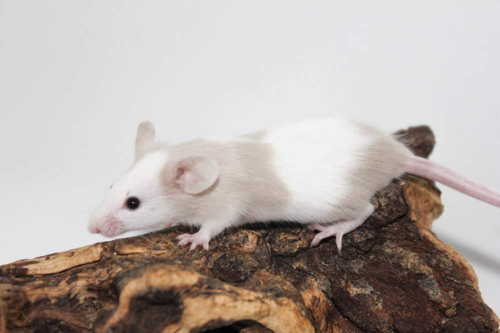 Fancy mouse Breeder Mus musculus 