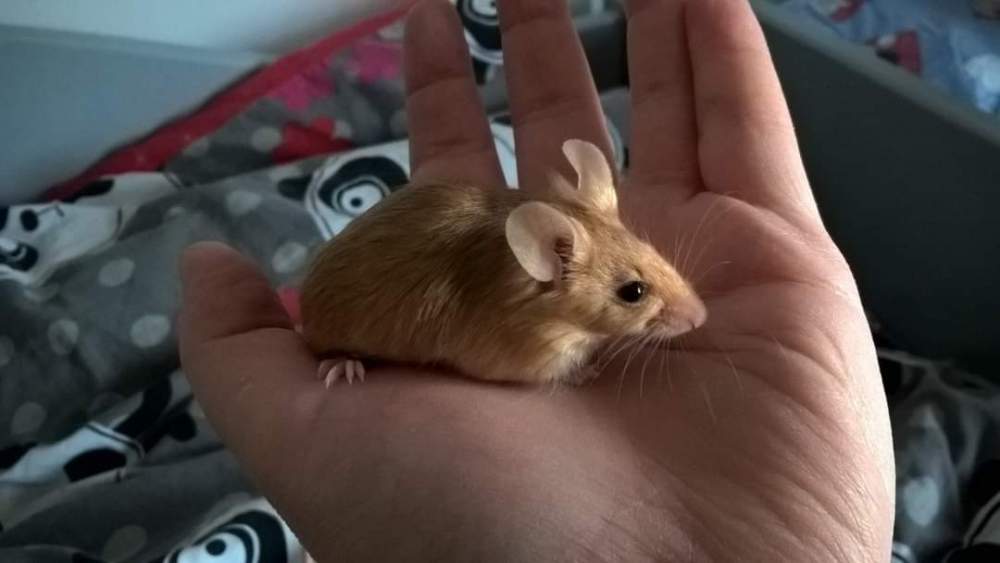 Fancy mouse Retired Mus musculus 