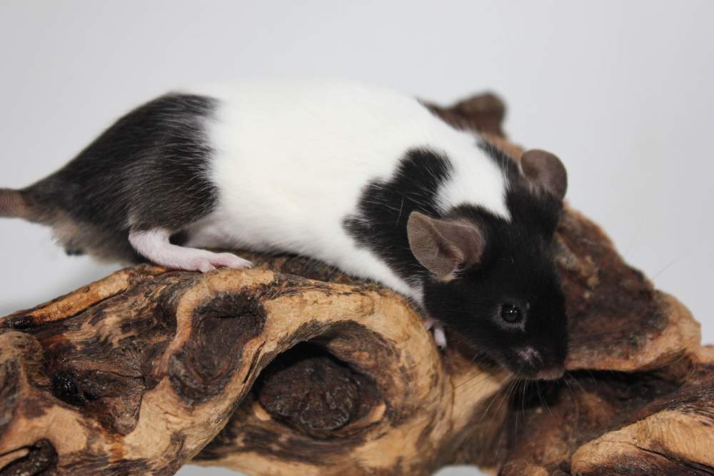 Fancy mouse Rehomed Mus musculus 