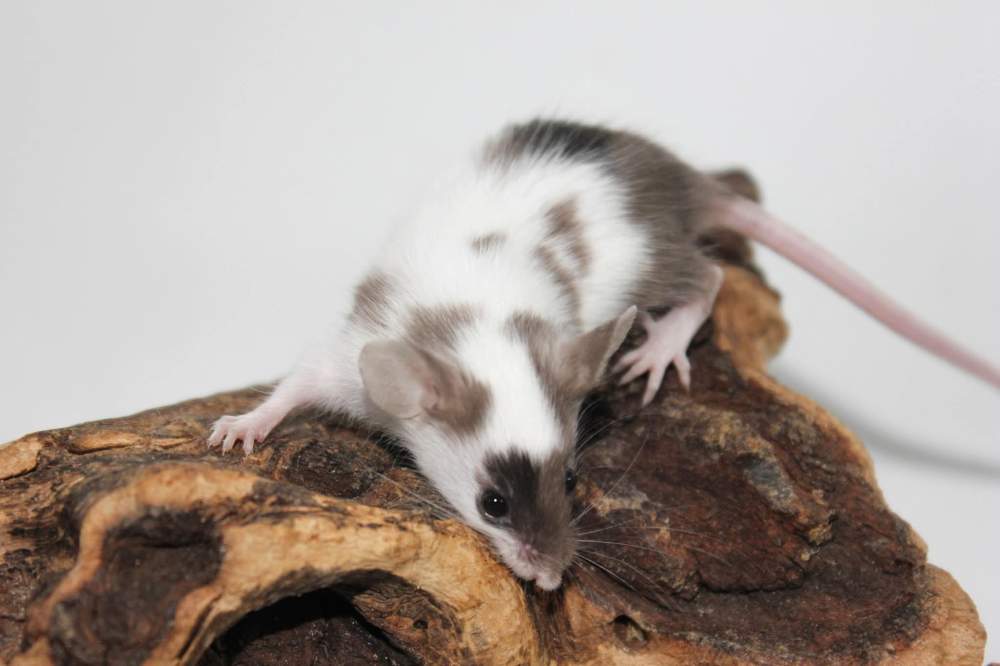 Fancy mouse Breeder Mus musculus 