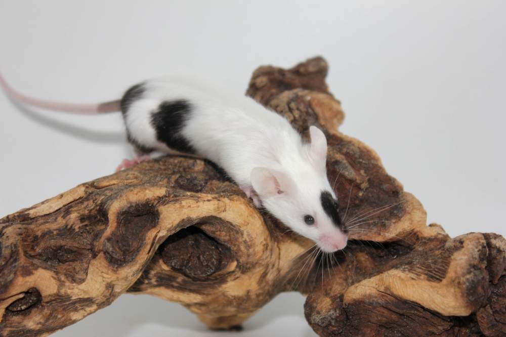 Fancy mouse Breeder Mus musculus 