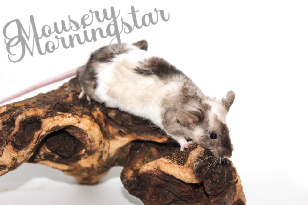 Fancy mouse Retired Mus musculus 