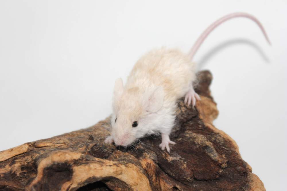 Fancy mouse Breeder Mus musculus 