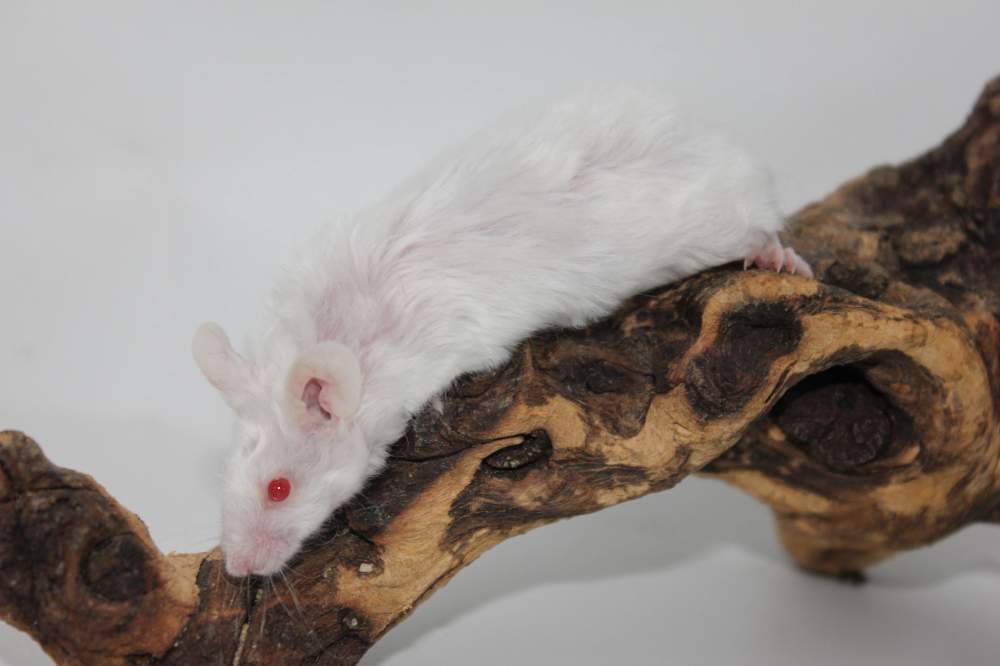 Fancy mouse Rehomed Mus musculus 