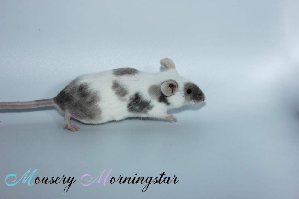Fancy mouse Retired Mus musculus 