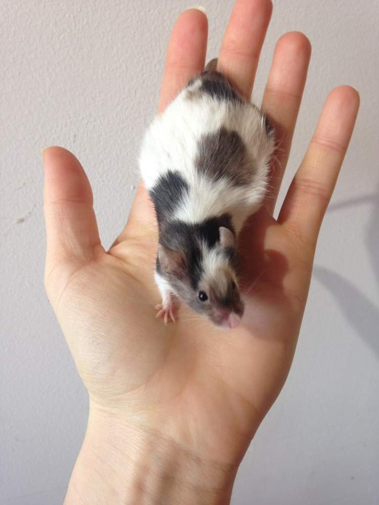 Fancy mouse Retired Mus musculus 