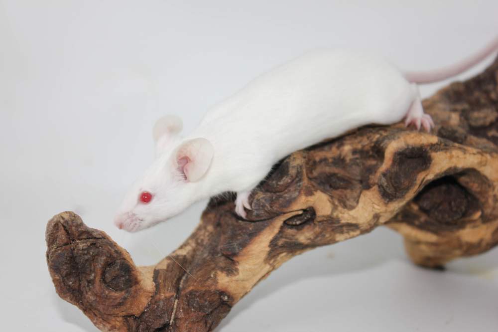 Fancy mouse Show animal Mus musculus 