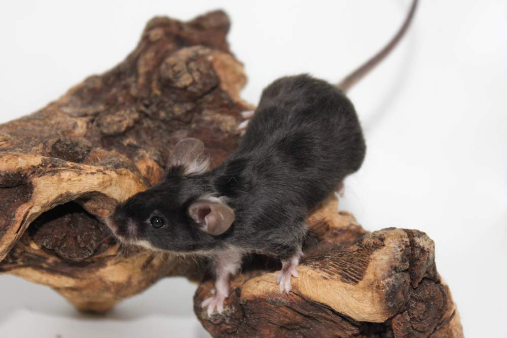 Fancy mouse Breeder Mus musculus 