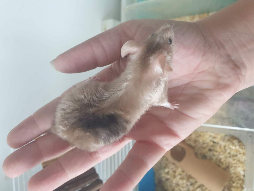 Fancy mouse Retired Mus musculus 