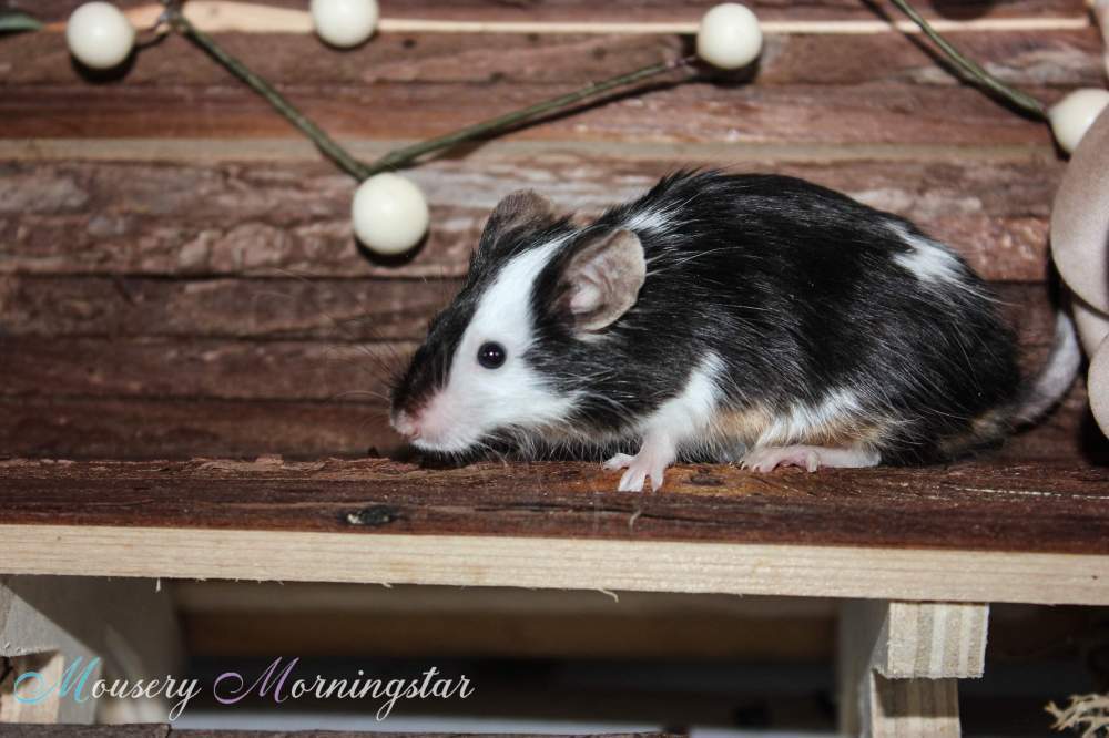 Fancy mouse Retired Mus musculus 
