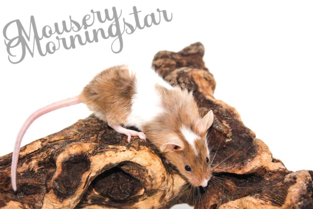 Fancy mouse Pet only Mus musculus 
