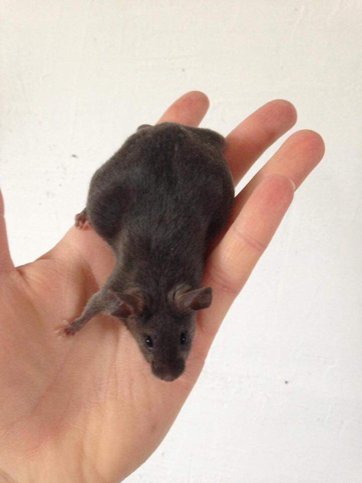 Fancy mouse Retired Mus musculus 