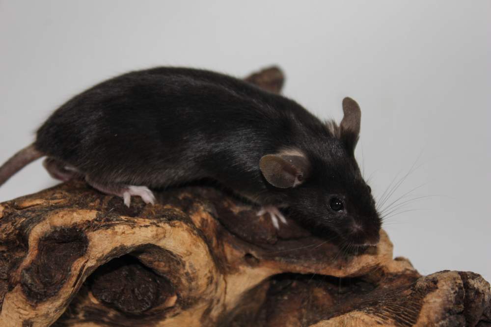 Fancy mouse Available for rehoming Mus musculus 