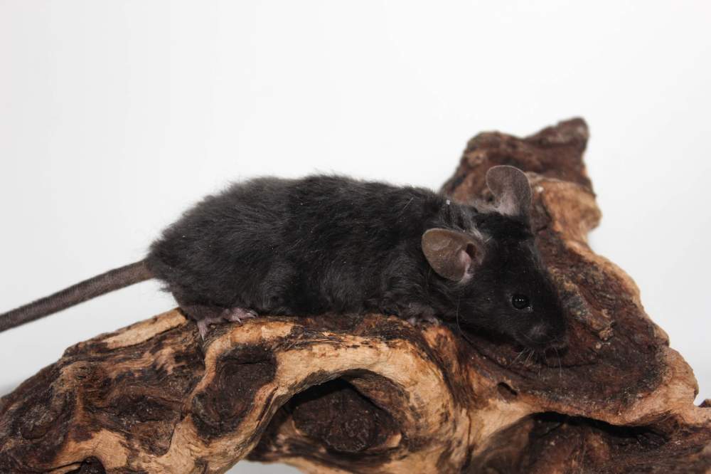 Fancy mouse Pet only Mus musculus 