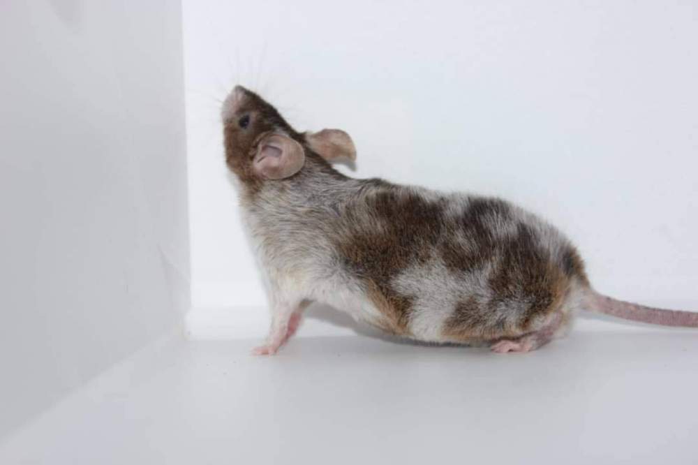 Fancy mouse Retired Mus musculus 