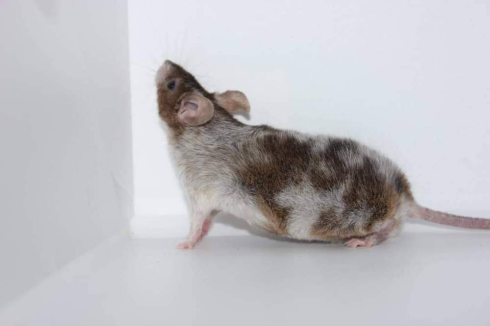 Fancy mouse Owned by other Mus musculus 