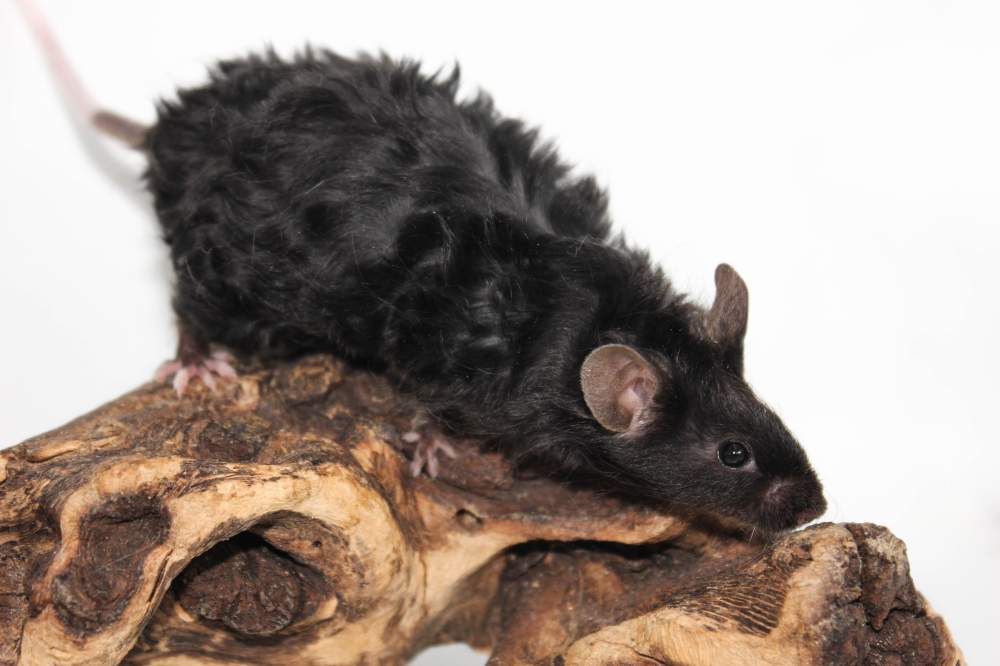 Fancy mouse Breeder Mus musculus 