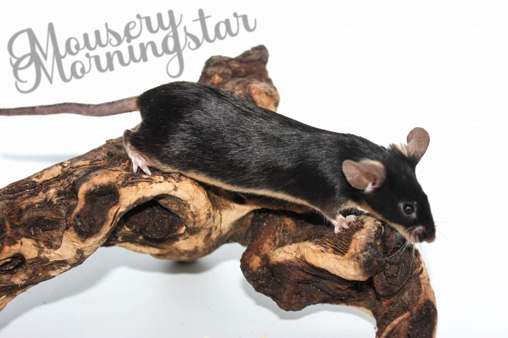 Fancy mouse Deceased Mus musculus 