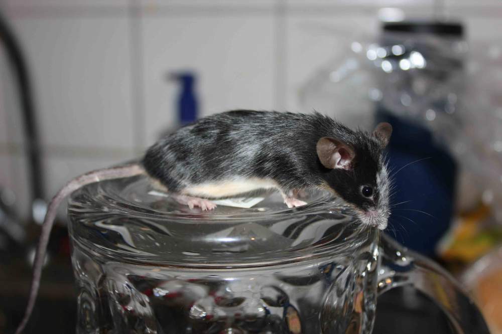 Fancy mouse Retired Mus musculus 