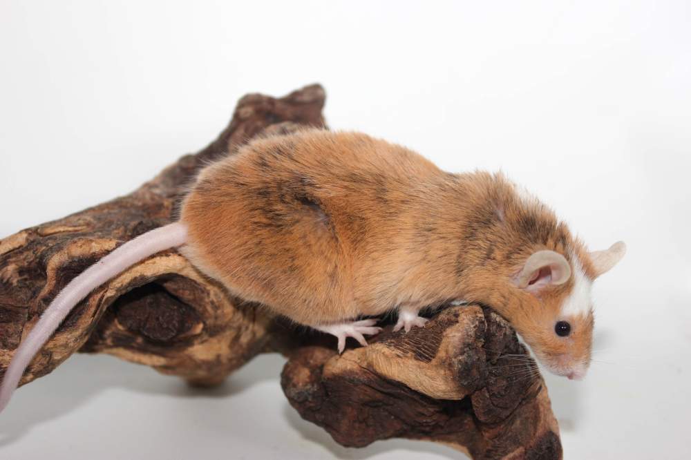 Fancy mouse Retired Mus musculus 