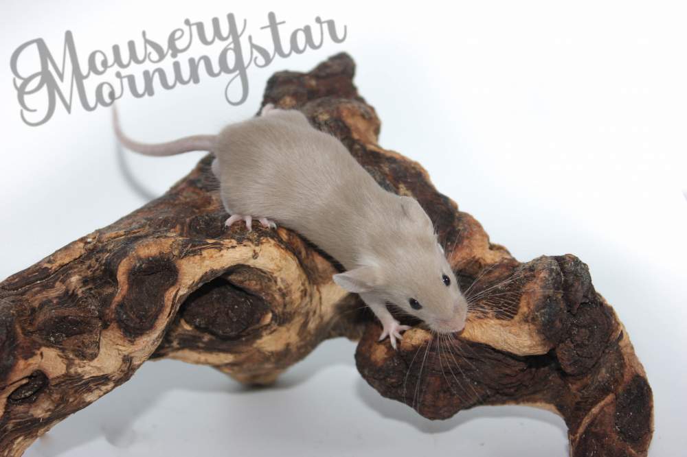 Fancy mouse Free Mus musculus 