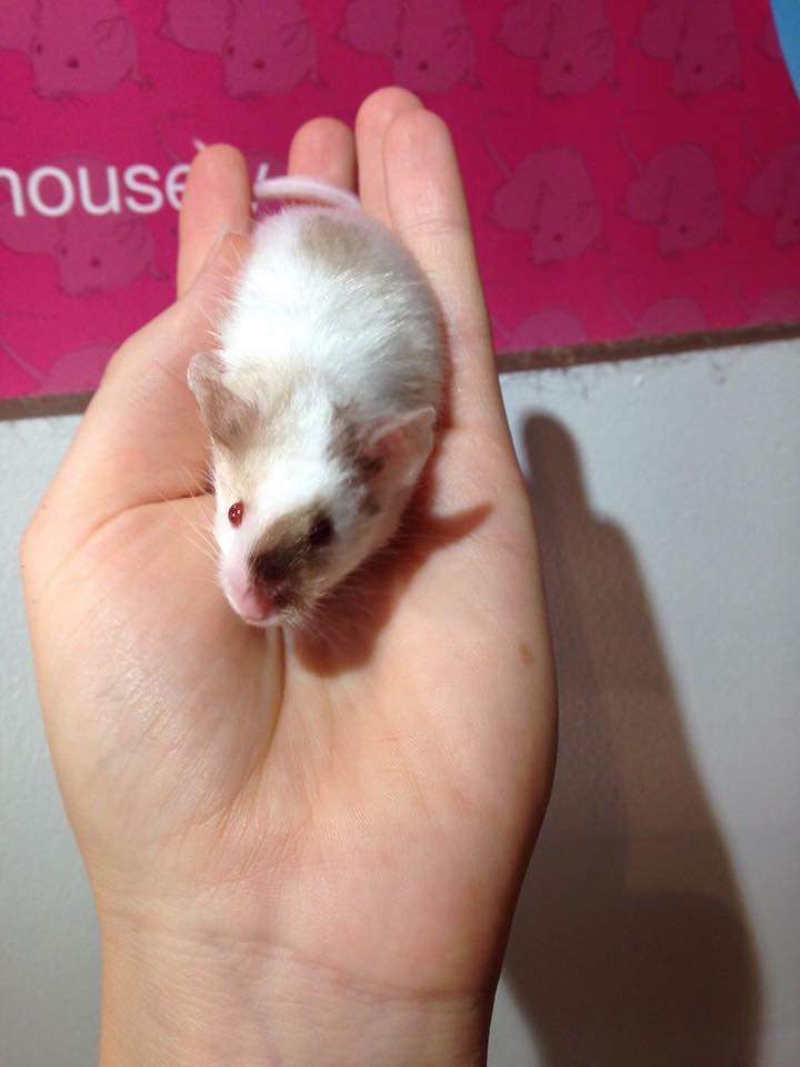 Fancy mouse Retired Mus musculus 