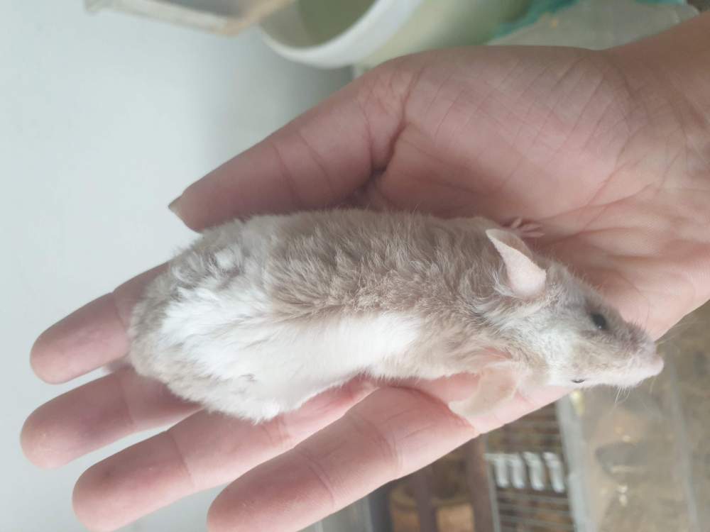 Fancy mouse Retired Mus musculus 