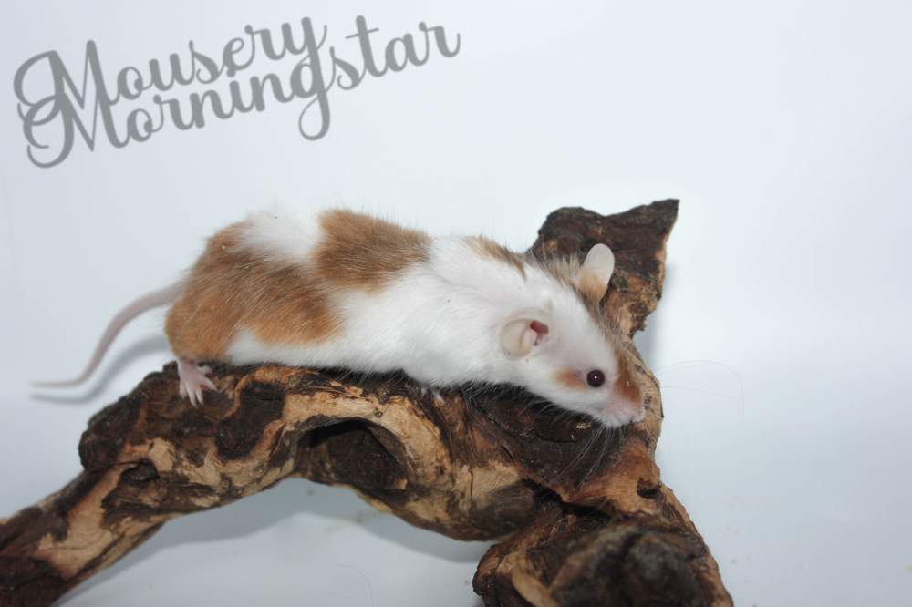 Fancy mouse Retired Mus musculus 