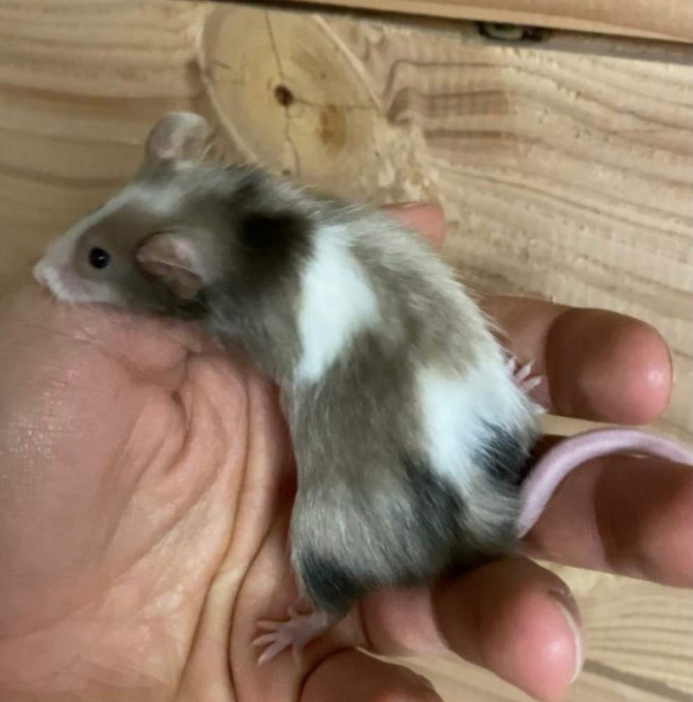 Fancy mouse Retired Mus musculus 