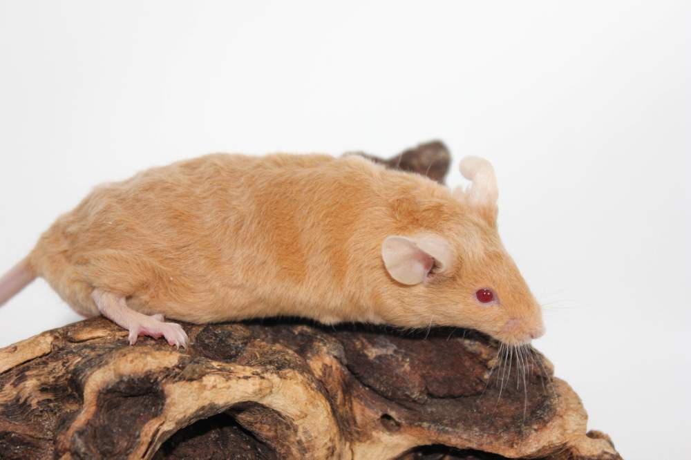 Fancy mouse Breeder Mus musculus 