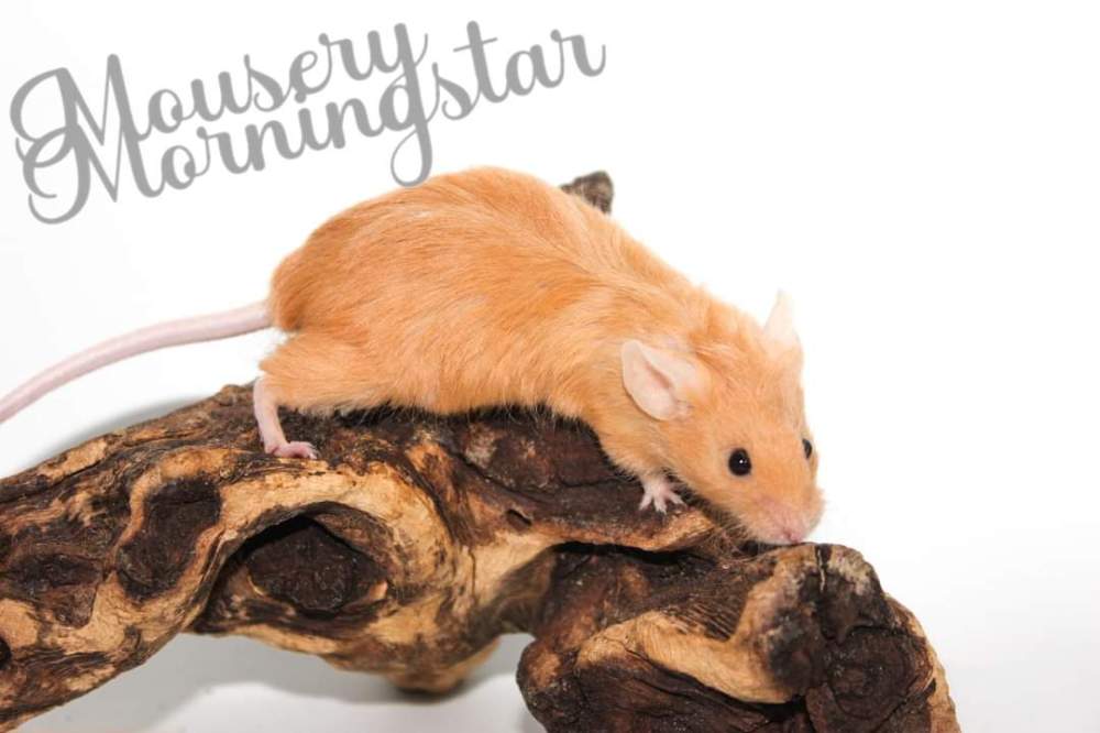 Fancy mouse Retired Mus musculus 