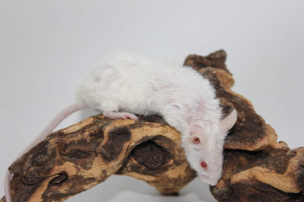 Fancy mouse Pet only Mus musculus 