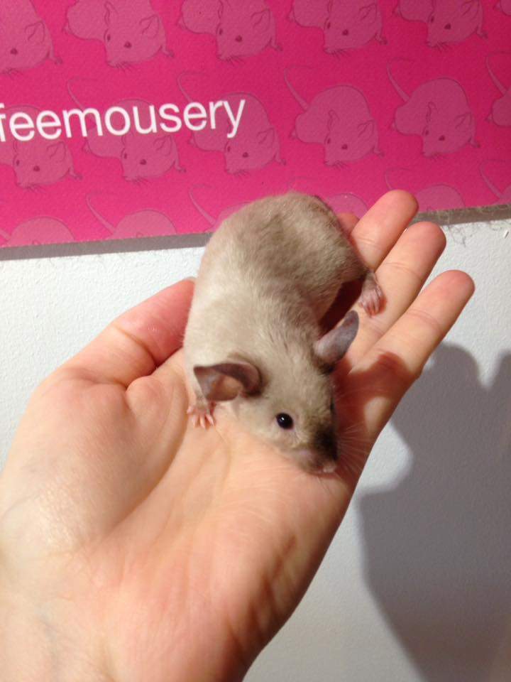 Fancy mouse Retired Mus musculus 