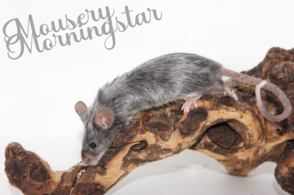 Fancy mouse Deceased Mus musculus 